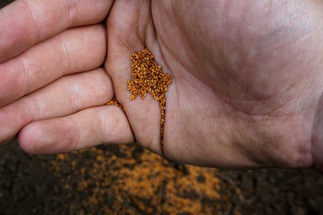 カメリナオイルの抗がん効果